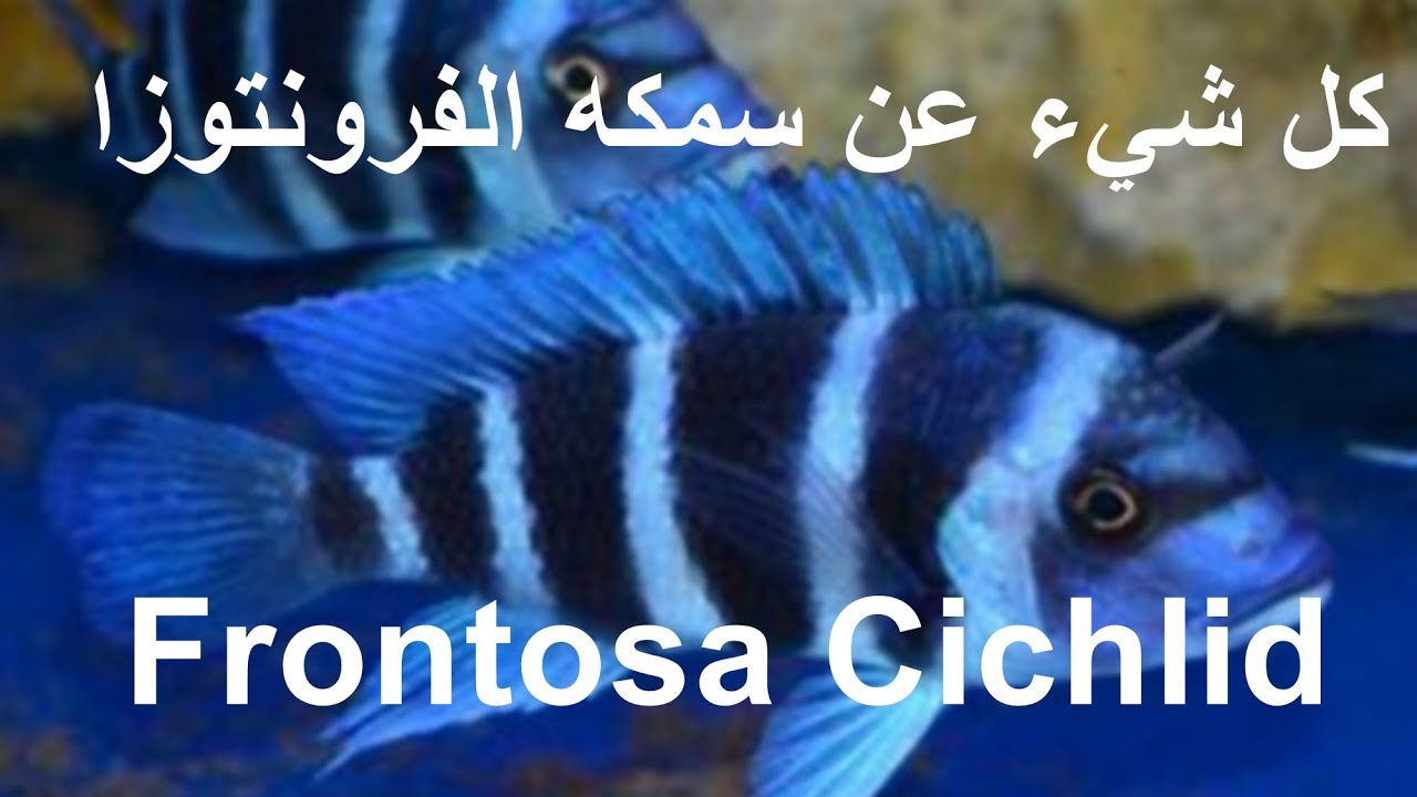 كل شيء عن سمكه الفرونتوزا (سيكليد افريقي)