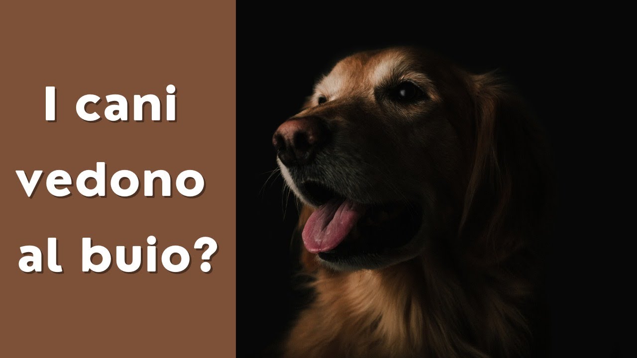 I Cani Ci Vedono Al Buio?