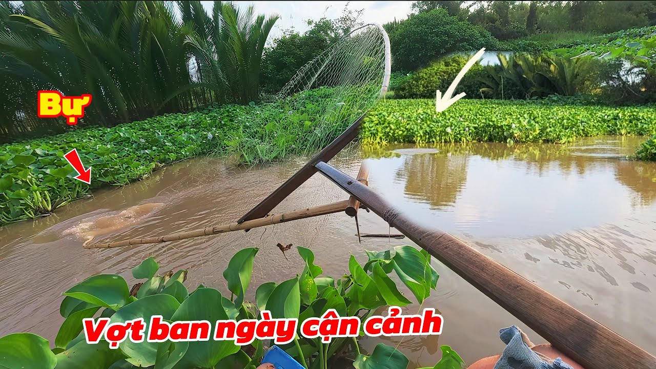 Lưỡng Lự Khi Gặp Bầy Cá Quá Nhiều Nữa Muốn Vợt Nữa Muốn Câu / Định Nguyễn Hậu Giang