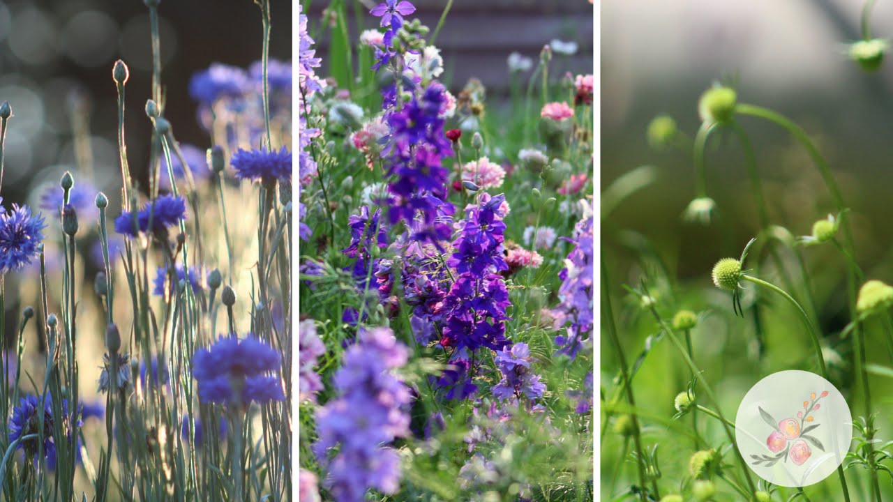 3 Hardy Annual Flowers to Attract Pollinators in Spring- Cut Flower Gardening for Beginners Series