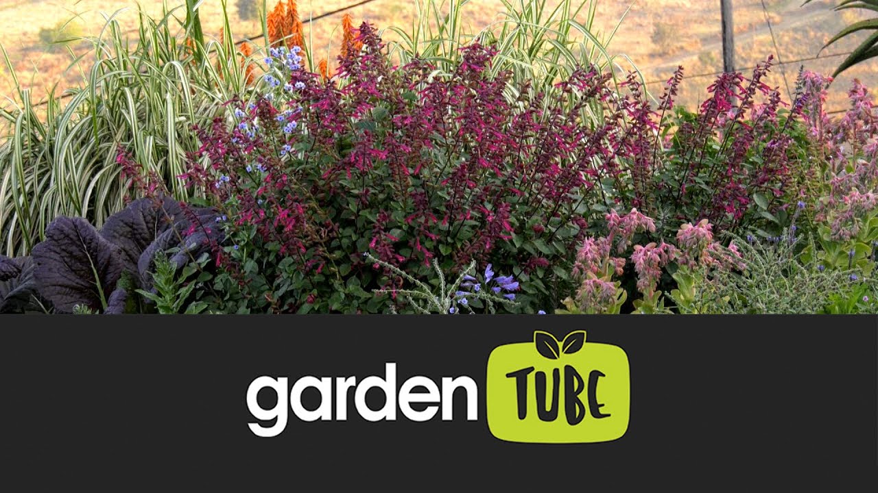Rewilding Your Garden