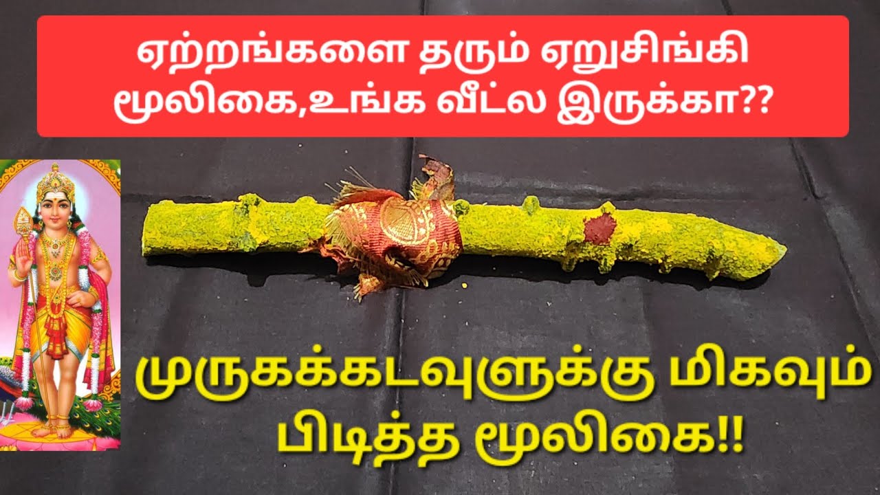 இந்த மூலிகையை கையில் வைத்து, நீங்க என்ன வேண்டினாலும் நிச்சயமாக நடக்கும்!!அற்புதமான தெய்வீக மூலிகை!!