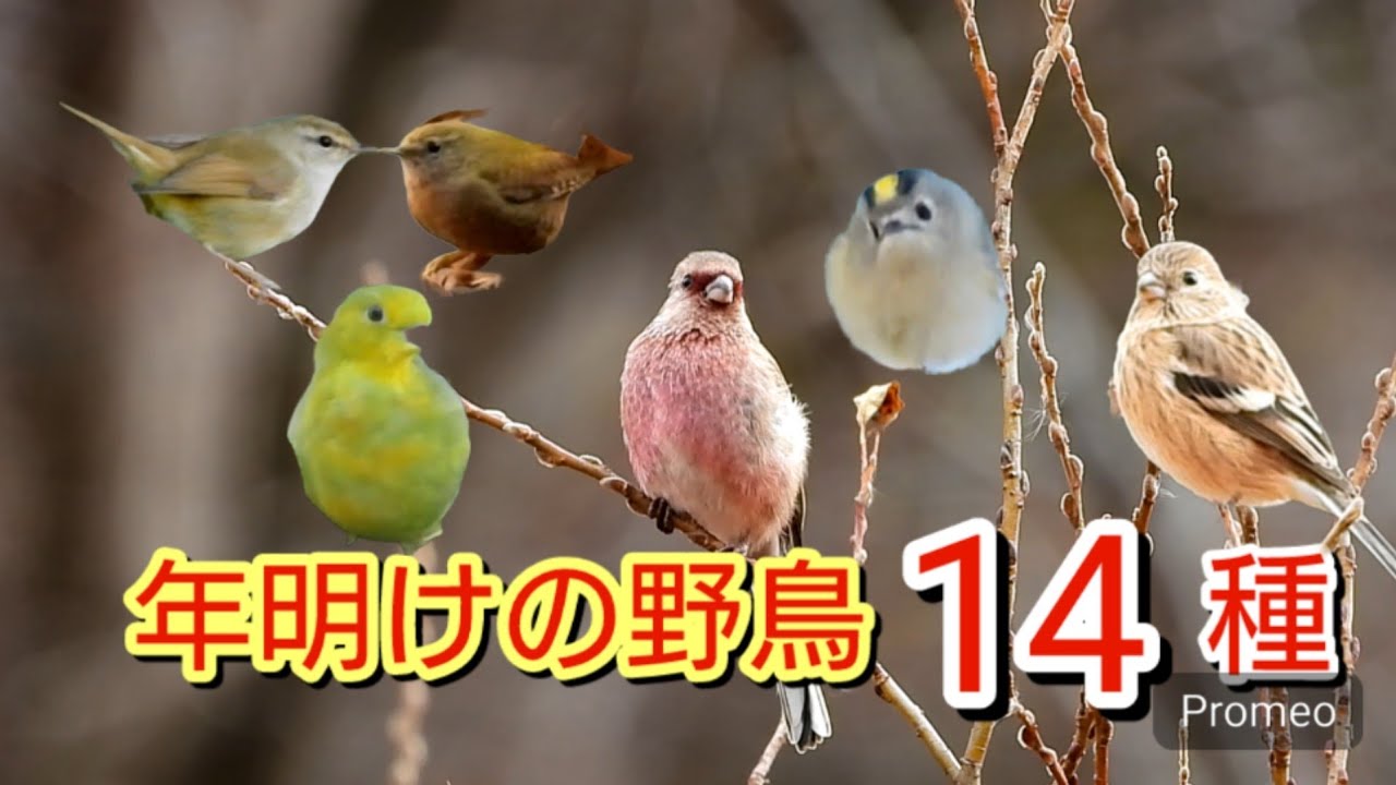 年明けの野鳥14種　ベニマシコ　キクイタダキ　ミソサザイ　アオバト　1月上旬　石神井公園＆都内の公園
