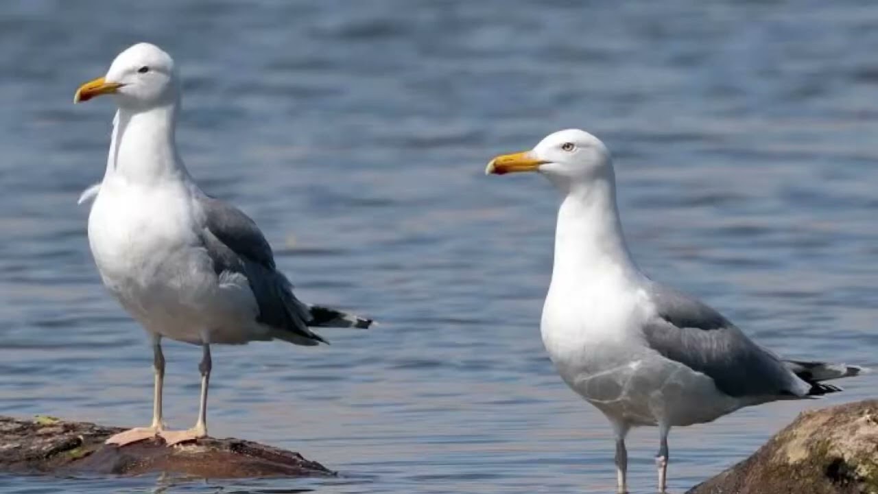Yellow legged gull call