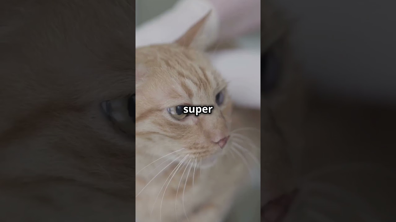 If a Cat Scratches or Bites You, Do You Need a Rabies Shot? #pets #cat