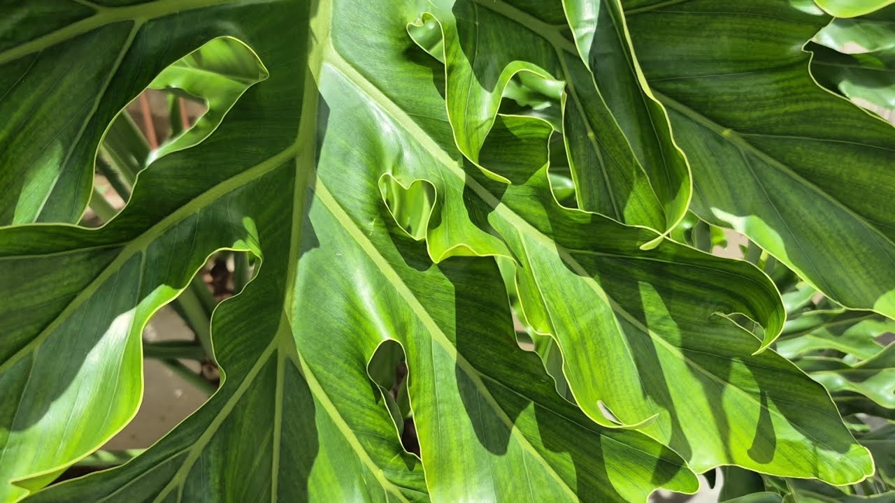 ASMR jardim de vó 🌿 poucas falas, sons da natureza 🌷🌼🪻🪴 #asmr #natureza #jardim #sono 