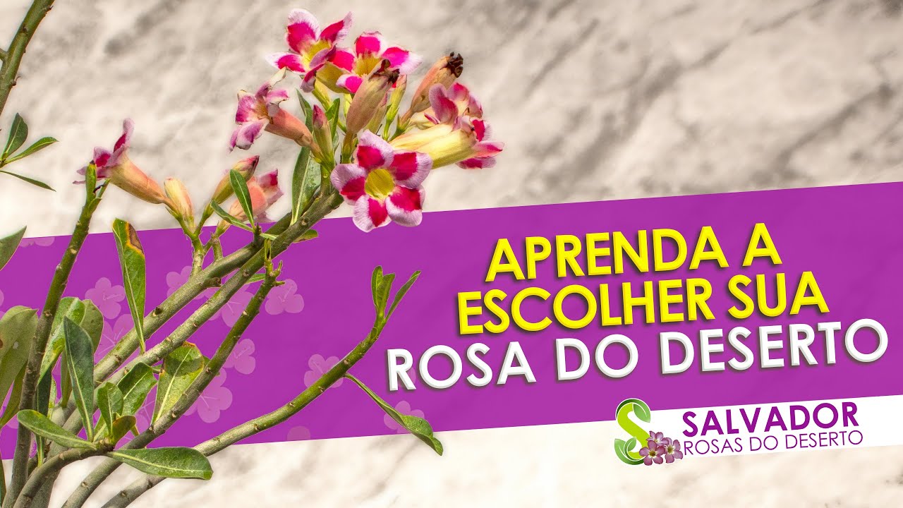 Aprenda a escolher sua Rosa do Deserto em um supermercado, garden ou loja de jardinagem