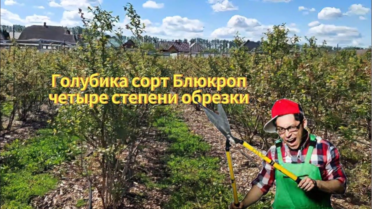 Голубика сорт Блюкроп четыре степени обрезки.