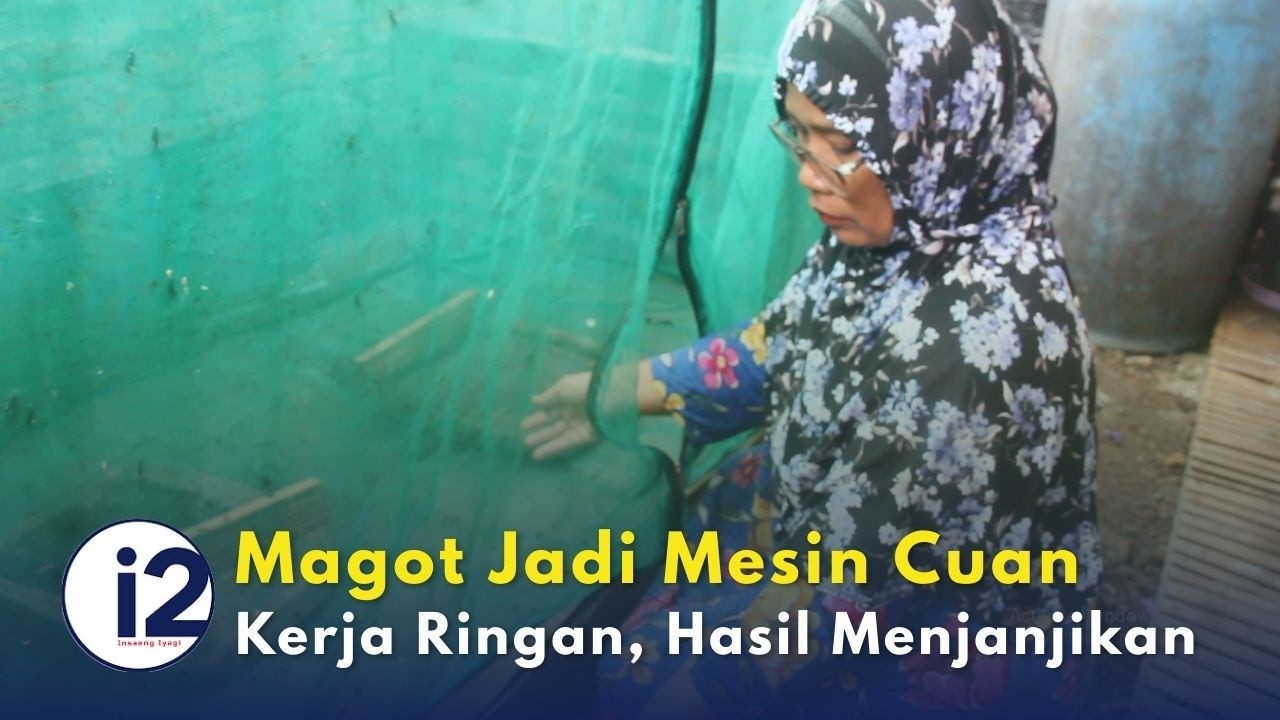 Magot Jadi Mesin Cuan, Kerja Ringan Hasil Menjanjikan