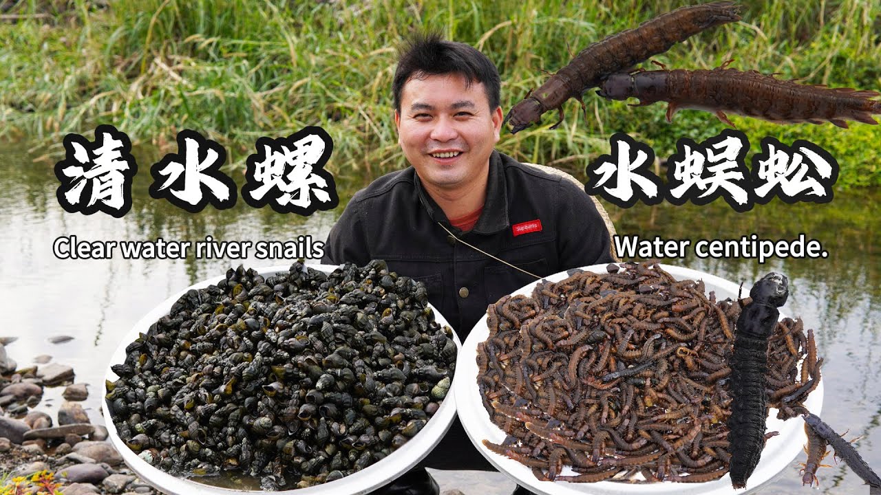 藏在河邊的水蜈蚣，看著讓人害怕，卻是一道美味的佳餚，油炸煎炒，味道一絕，讓人回味無窮。拇指大的清水螺，不到一個小時就撿了20斤，爆炒煲湯味道鮮美誘人。#cooking #food  #recipe
