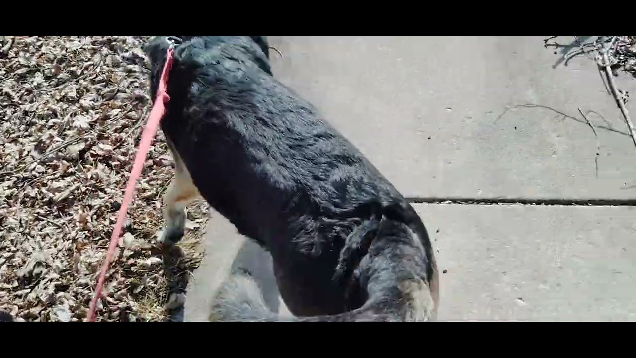 Walking