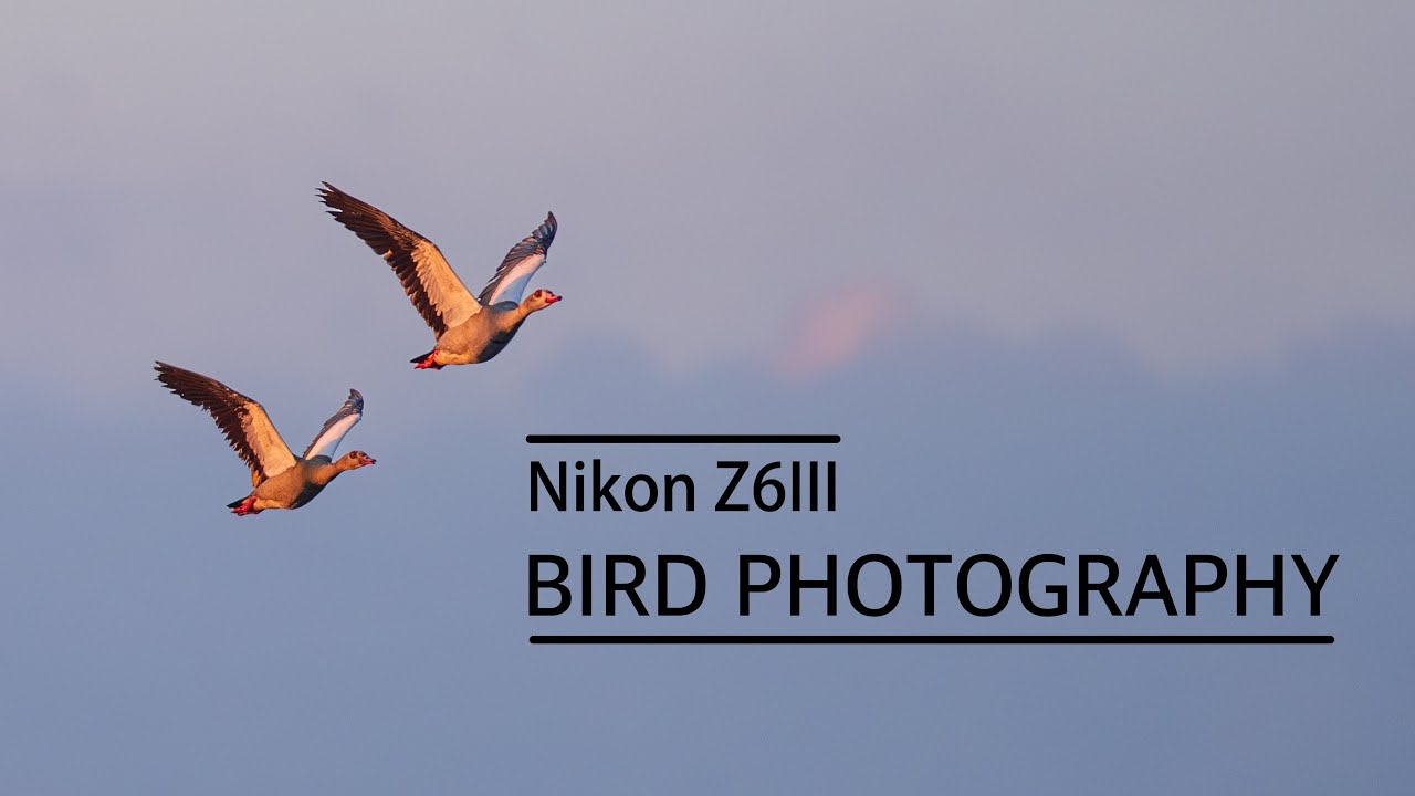 Nikon Z6 III - Bird Photography