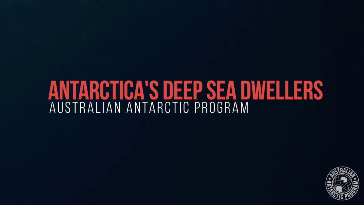 Antarctica's Deep Sea Dwellers