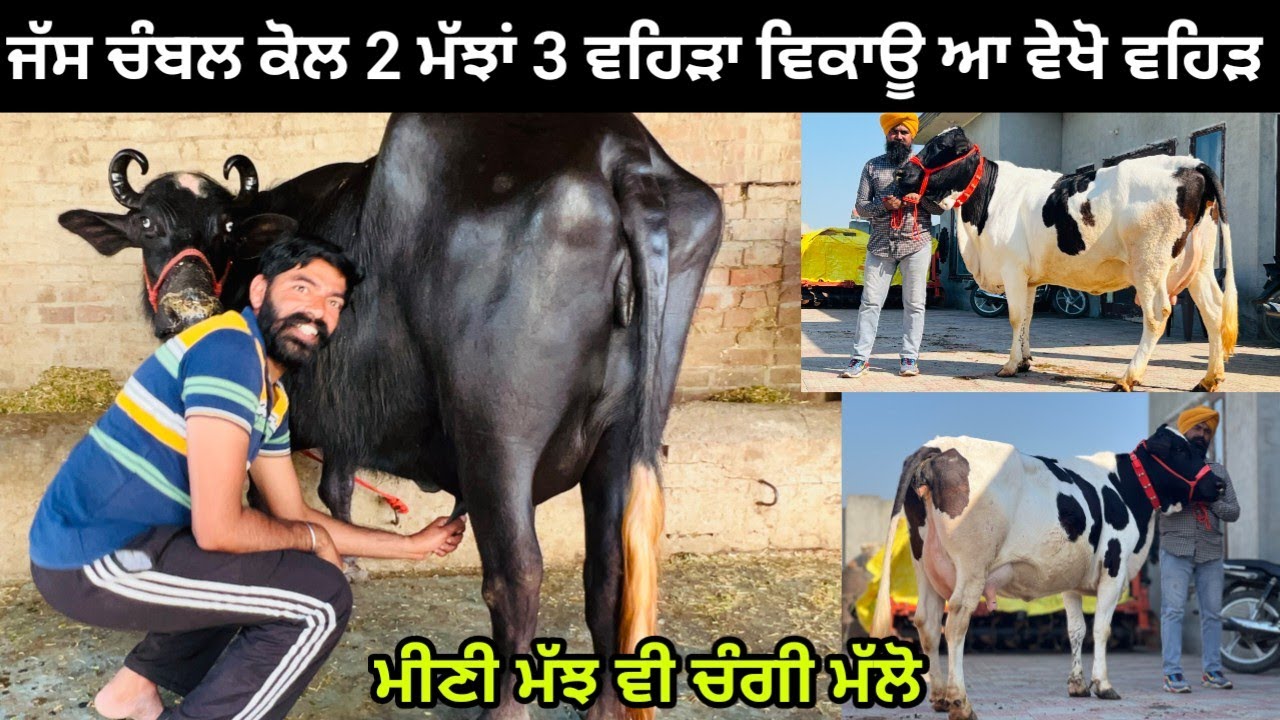 ਜੱਸ ਚੰਬਲ ਕੋਲ 2 ਮੱਝਾਂ 3 ਵਹਿੜਾ ਵਿਕਾਊ ਆ ਵੇਖੋ ਵਹਿੜ ।ਮੀਣੀ ਮੱਝ ਵੀ ਚੰਗੀ ਵਜ਼ਨਦਾਰ। ਪਿੰਡ ਚੰਬਲ। ਤਰਨਤਾਰਨ