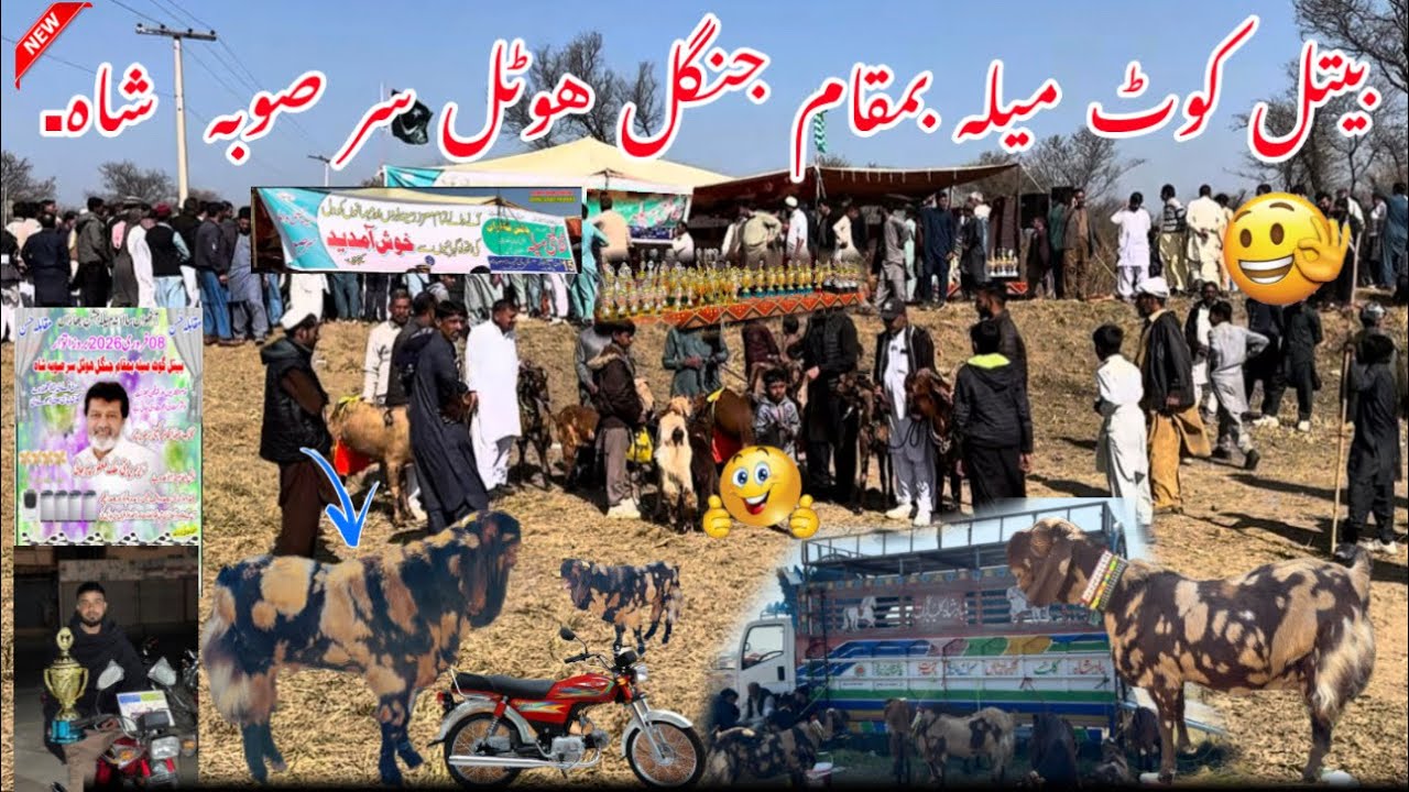Betelkot Mela at Jangal Hotel #بکریوں کی نمائش sadafshahofficial #