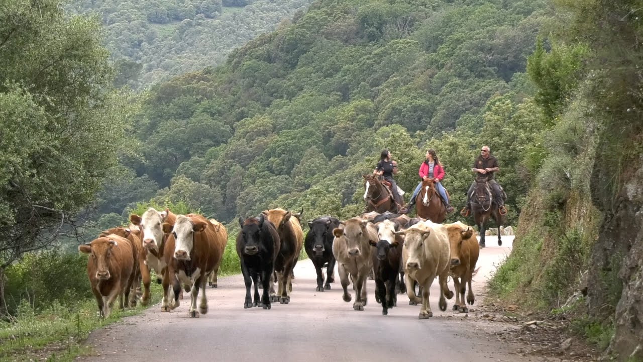 Transhumance bovine : une tradition qui perdure en Corse