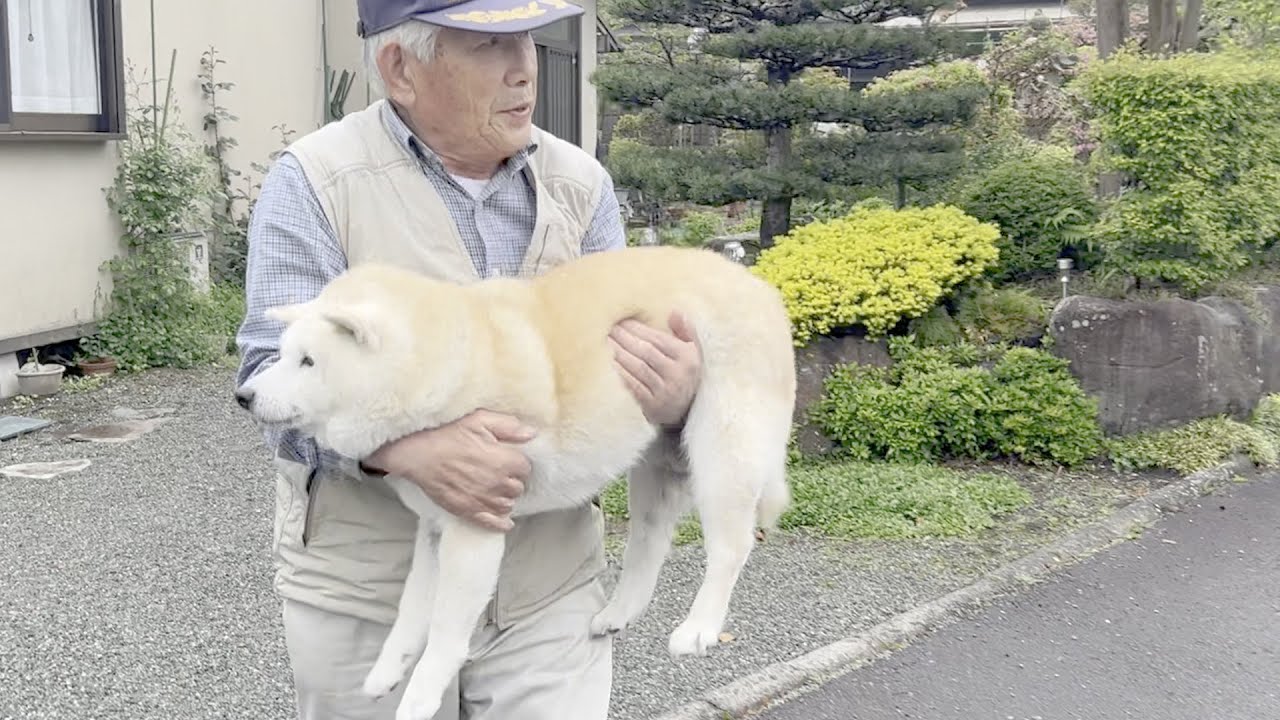柴犬あいちゃんが大好きなおじいちゃんに一日密着してみた