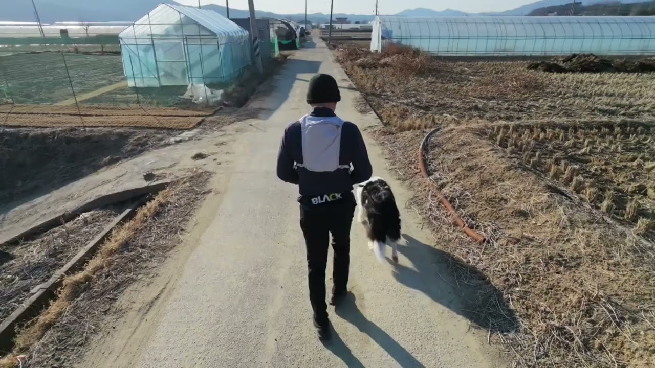 기와야 ~  달리자 !! #보더콜리 #고향산장 #숲안 #인주카페 #북면계곡