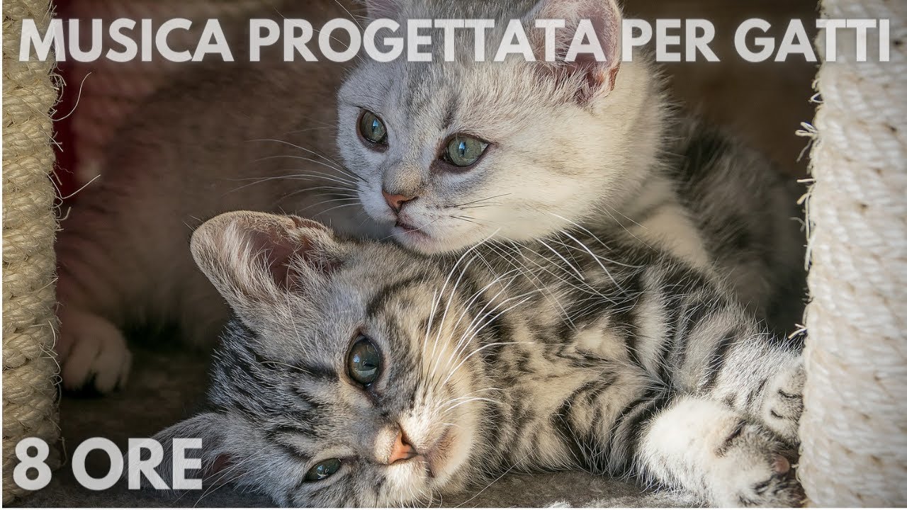 #73🐱 8 ore 🐱 Musica progettata per gatti 🐱Musica Rilassante Per Gatti per calmarsi il dormire