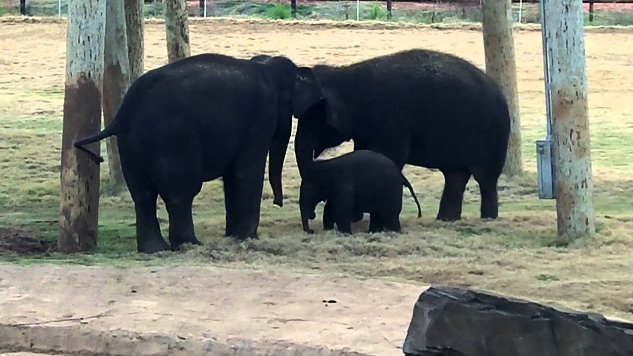 Malee the Baby Elephant is Scared