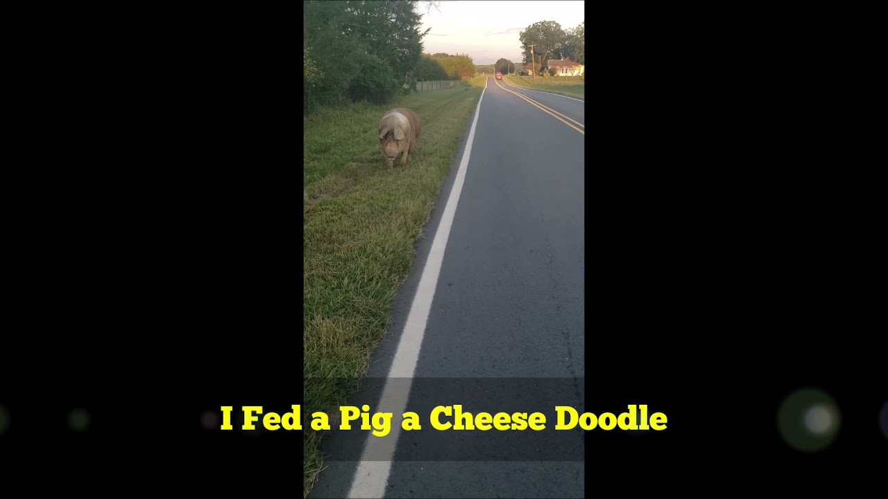 I Fed a Pig a Cheese Doodle