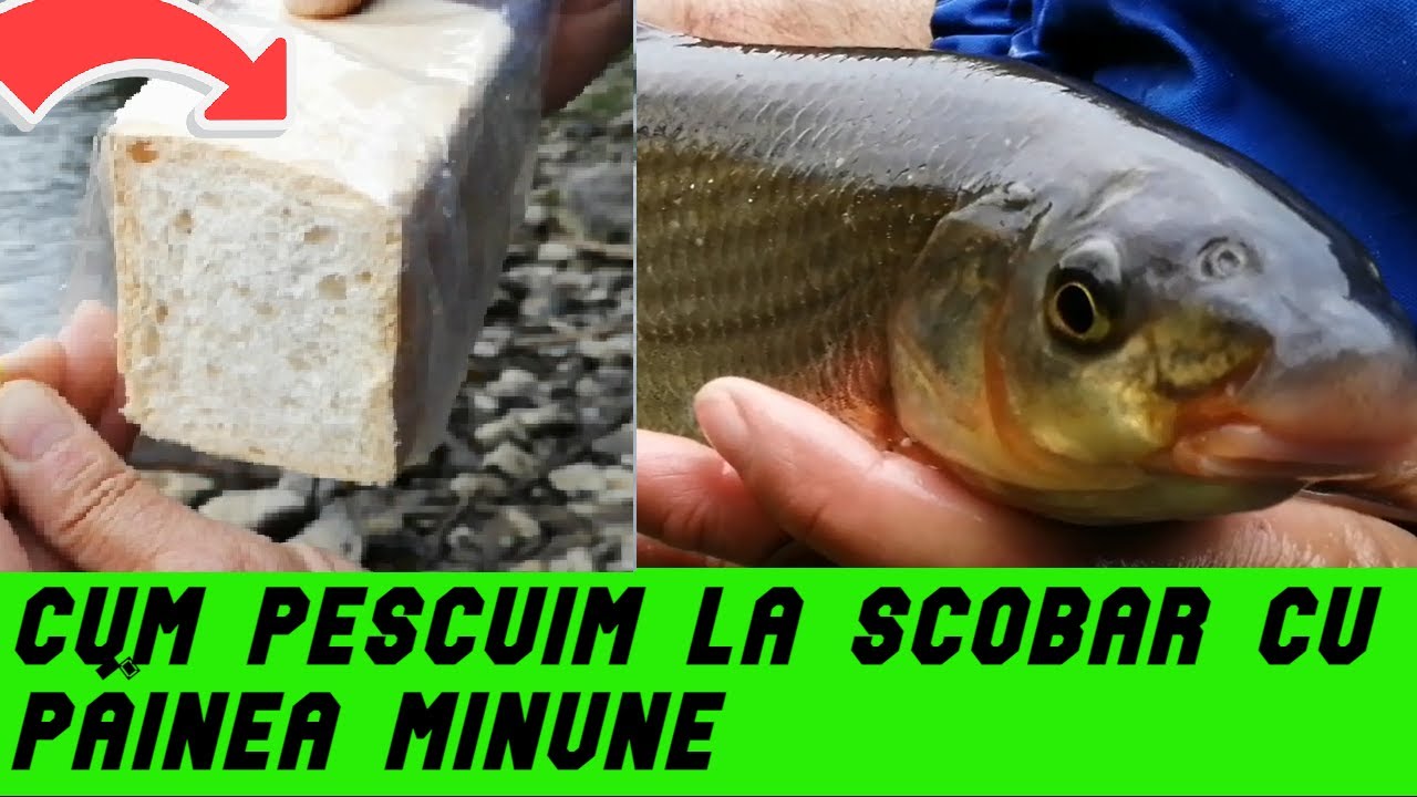 PESCUIT la Plută la Scobar #Cum Pescuim la Scobar cu #PÂINEA MINUNE