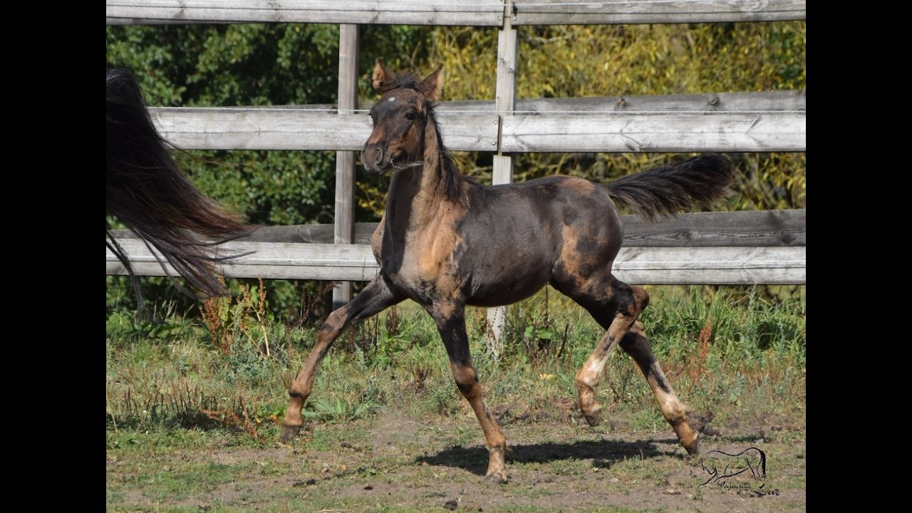 Lancelot de la Luz (2025), PRE x criollo, smocky black, 1 an