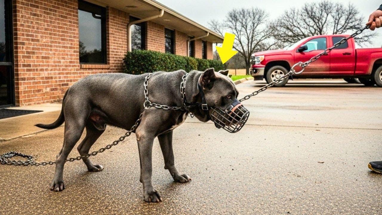 Cane Corso Suplica No Ser Sacrificado — Veterinario Descubre Verdad Impactante