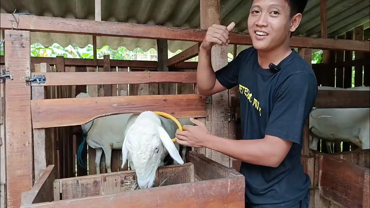 Argantha Sadewo Farm Eps1 #domba #dombakontes #viral #fyp #shorts #trending