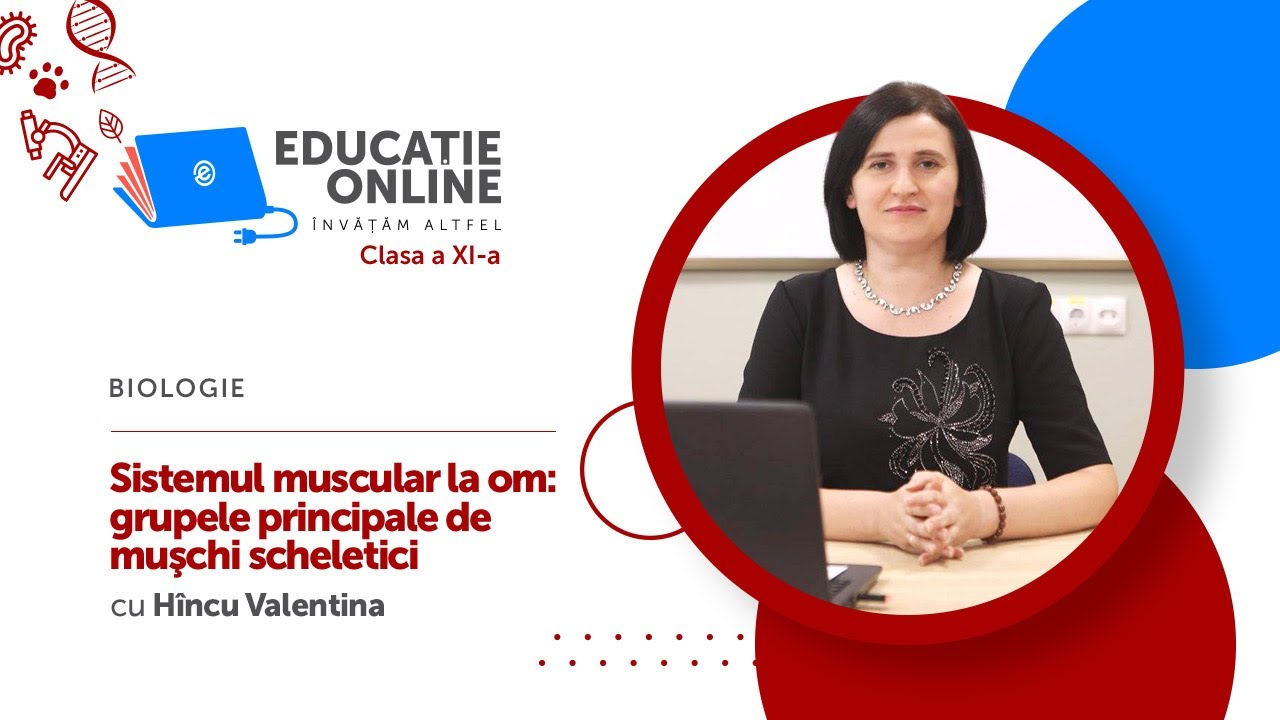 Biologie, Clasa a XI-a, Sistemul muscular la om: grupele principale de muşchi scheletici