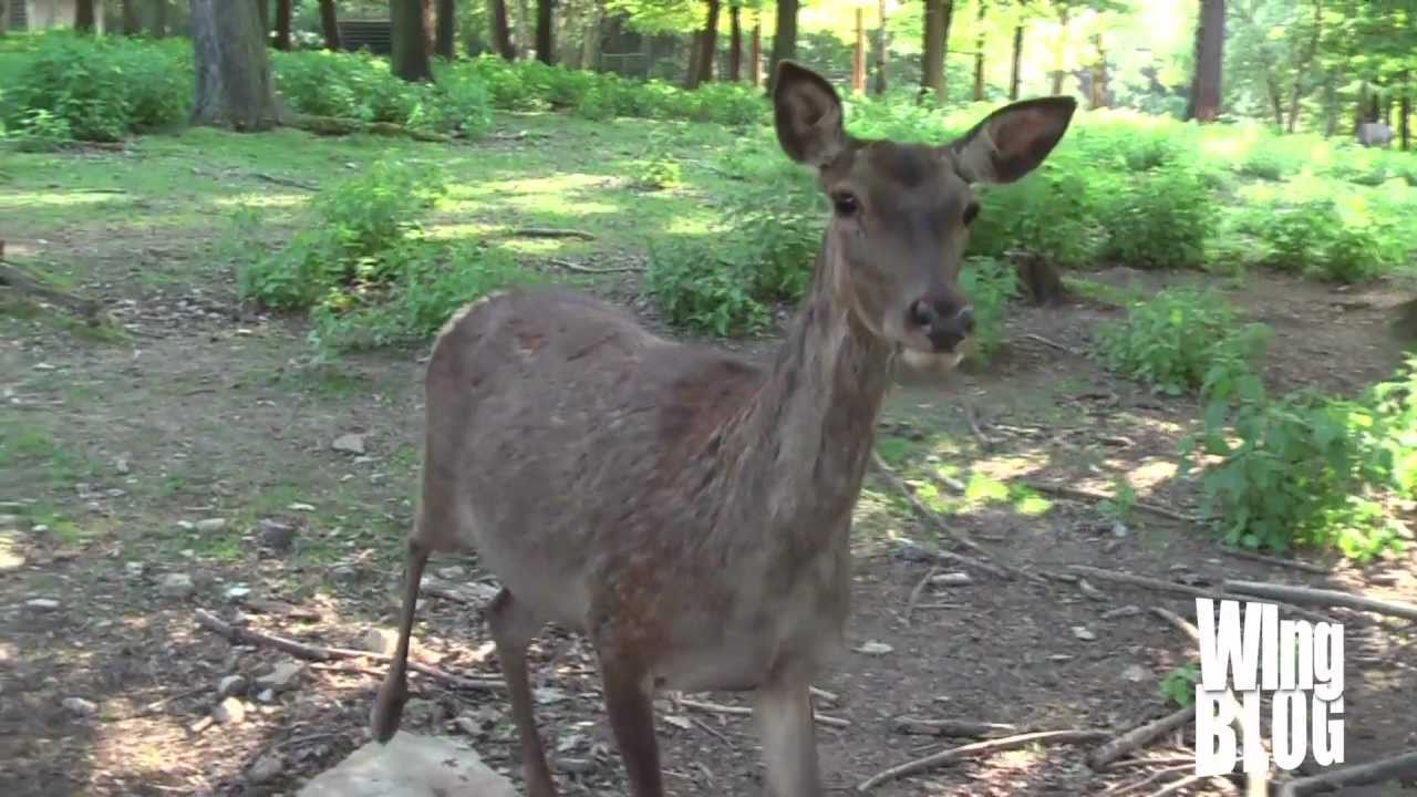 WIngBlog der Hochschule Pforzheim  - Ein Besuch im Wildpark