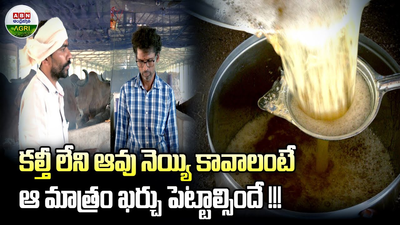 ఆవు నెయ్యి ఎలా తయారవుతుందో తెలుసా !? | Do you know how cow ghee is made? - ABN Agri