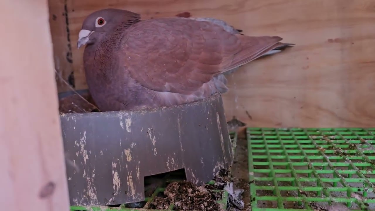 Clean the Loft Racing Pigeons 2/6/26