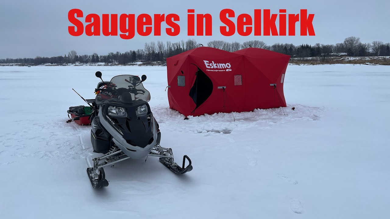 Saugers in Selkirk