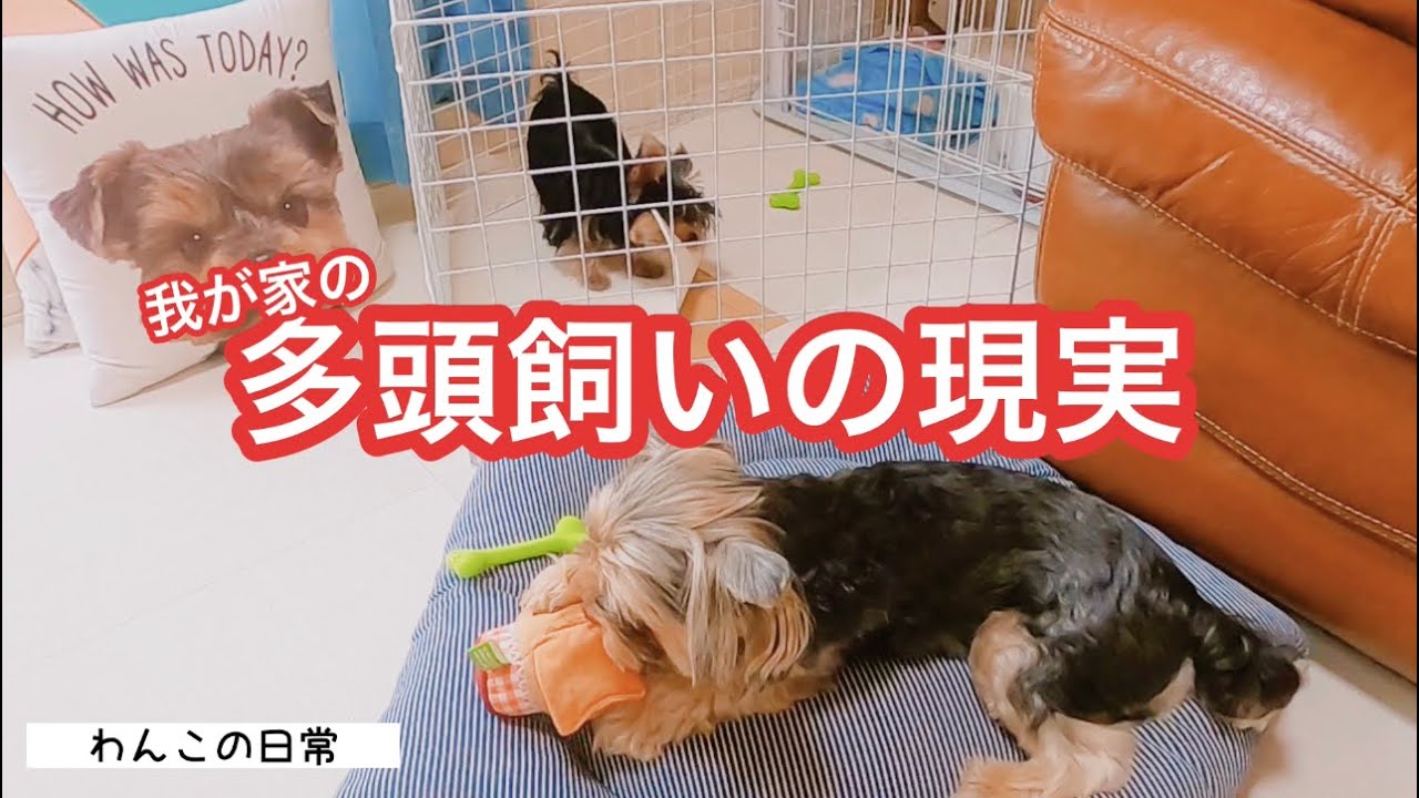 【多頭飼いの記録】子犬お迎え後初のケンカ？超絶ビビりで神経質な先住犬と天真爛漫な極小ヨーキーとの生活♪保存版【可愛いワンコの日常】【ペットと夫婦の暮らし】【Yorkshire terrier】