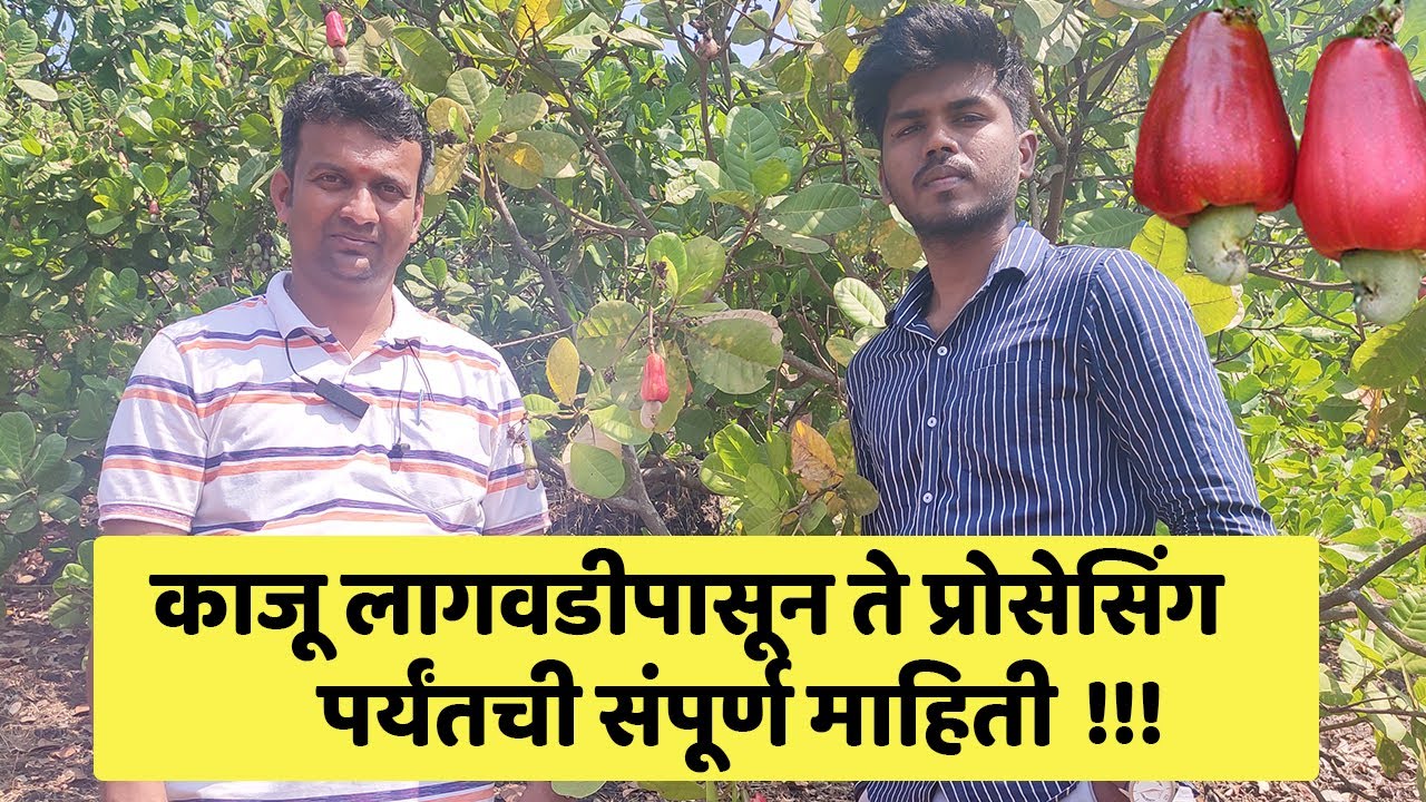 काजूच्या बागेमधून काजूचे 100 टन उत्पादन घेणारे गोव्याचे मावळनकर | Cashew Farming | IFE