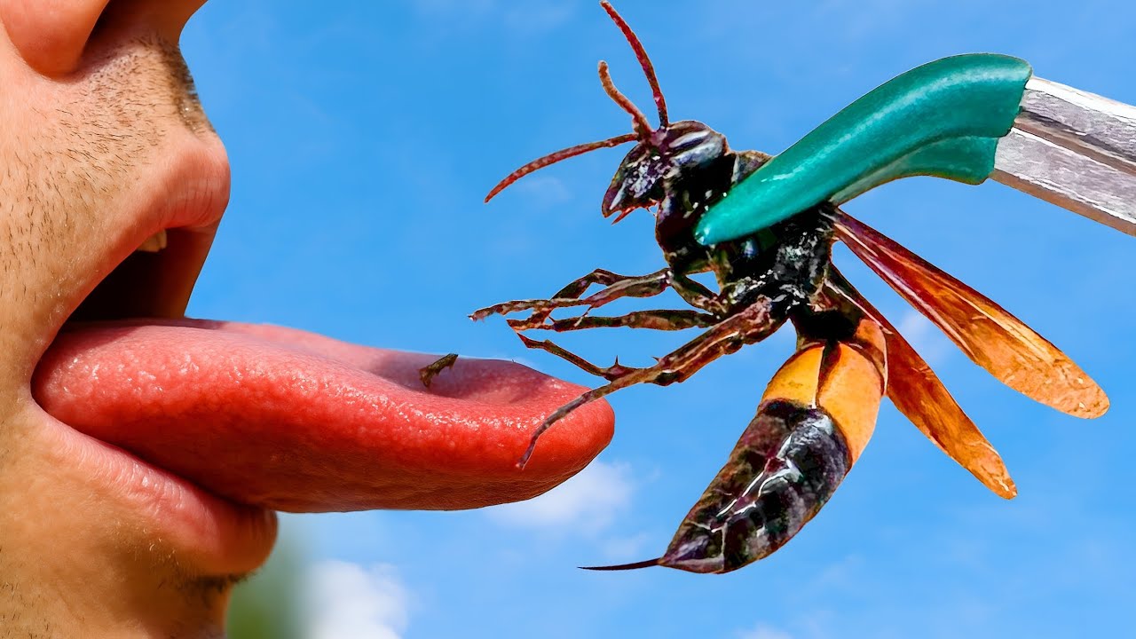 9 PICADAS MAIS DOLOROSAS DO REINO ANIMAL (NÍVEL HARD)