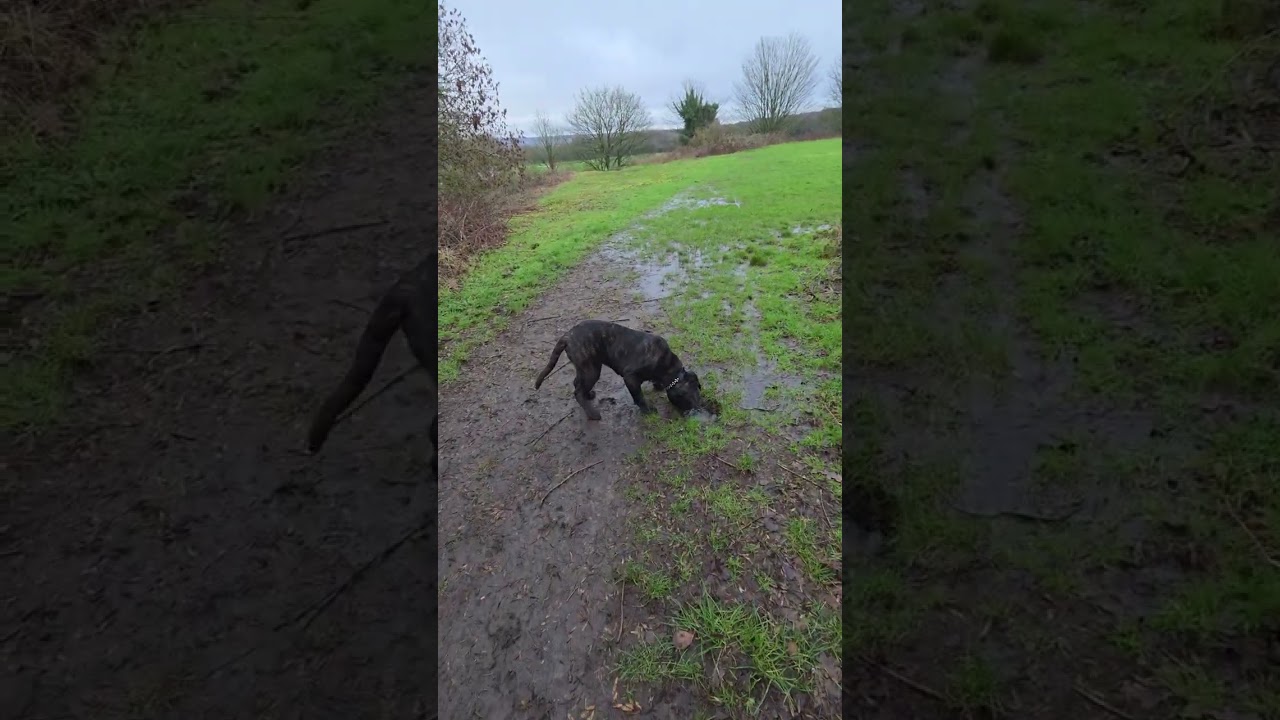 Day 8 my cane corso puppy knight off leash playing an slips in the mud 🤦‍♂️😂 #7dayactivation 