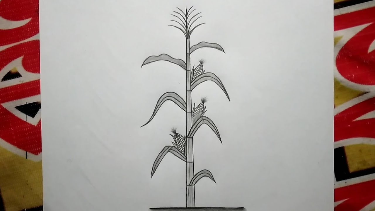 How to draw corn tree || draw vutta tree || how to draw maize plant || ভুট্টাগাছ অঙ্কন || easy draw