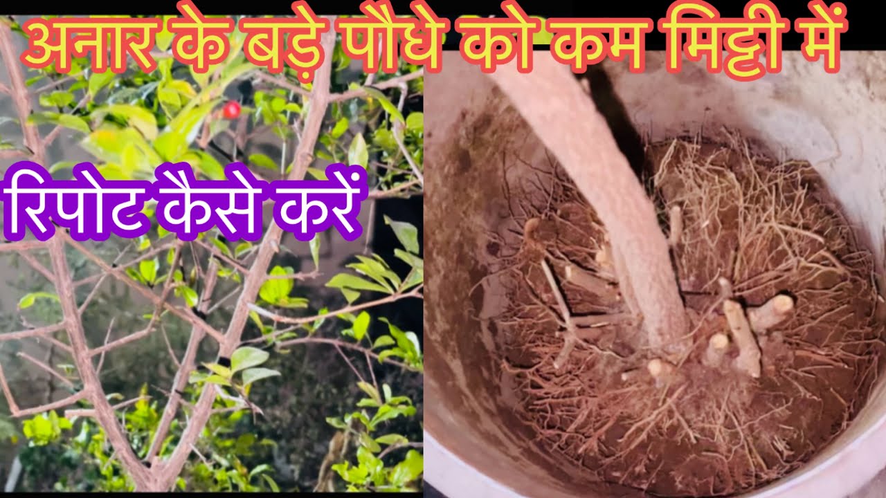 अनार के बड़े पौधे को रिपोट कैसे करे/बड़े गमले को कम मिट्टी से कैसे भरे/Pomegranate Repotting/Anar