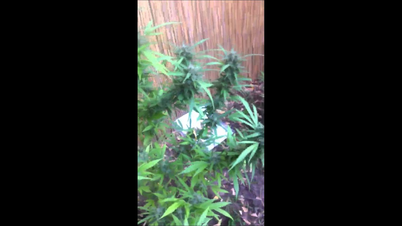 | CASEY JONES | WEEK 4 |