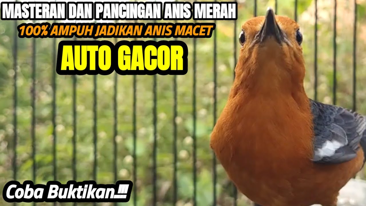 SUARA PANCINGAN ANIS MERAH BETINA NGECIP NGECIS NGEPLONG INI AMPUH BUAT MEMANCING GACOR