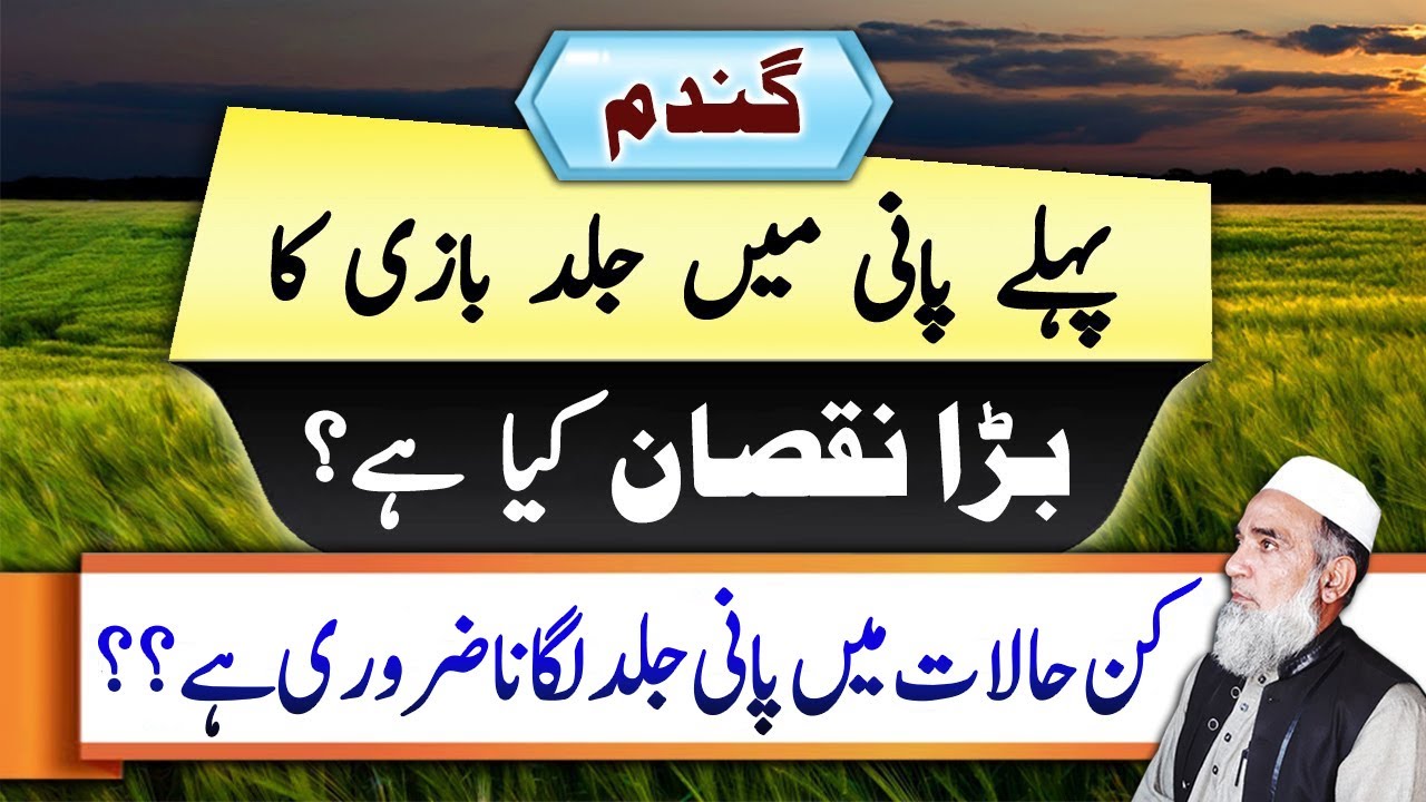 Ill effects of Earlier stage irrigation in wheat crop || Crop Reformer