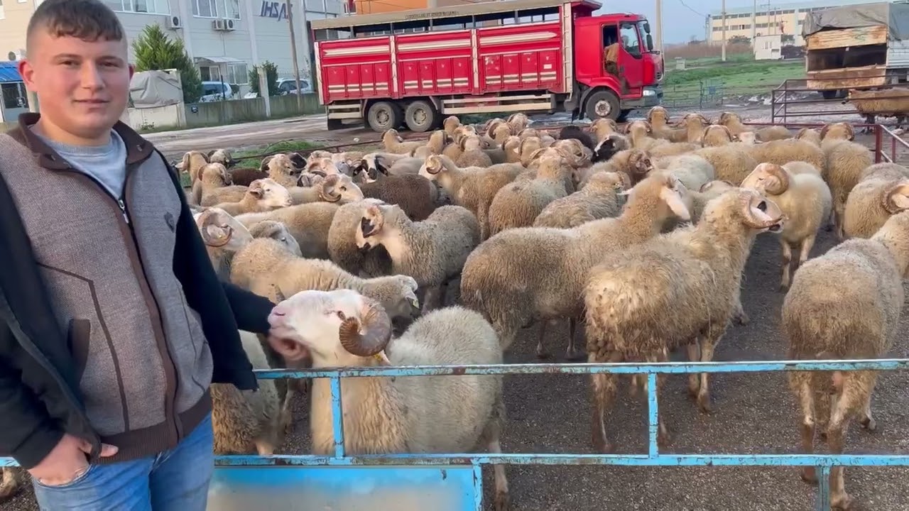 2025 KURBANLIK KOÇ KUZU FİYATLARI.