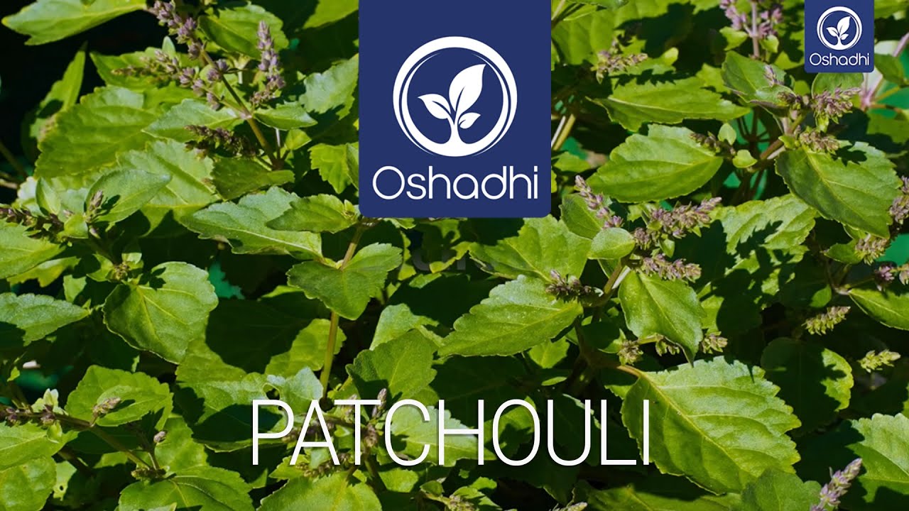 Patchouli | Essential-Oil-Plant Portrait by Dr. Malte Hozzel