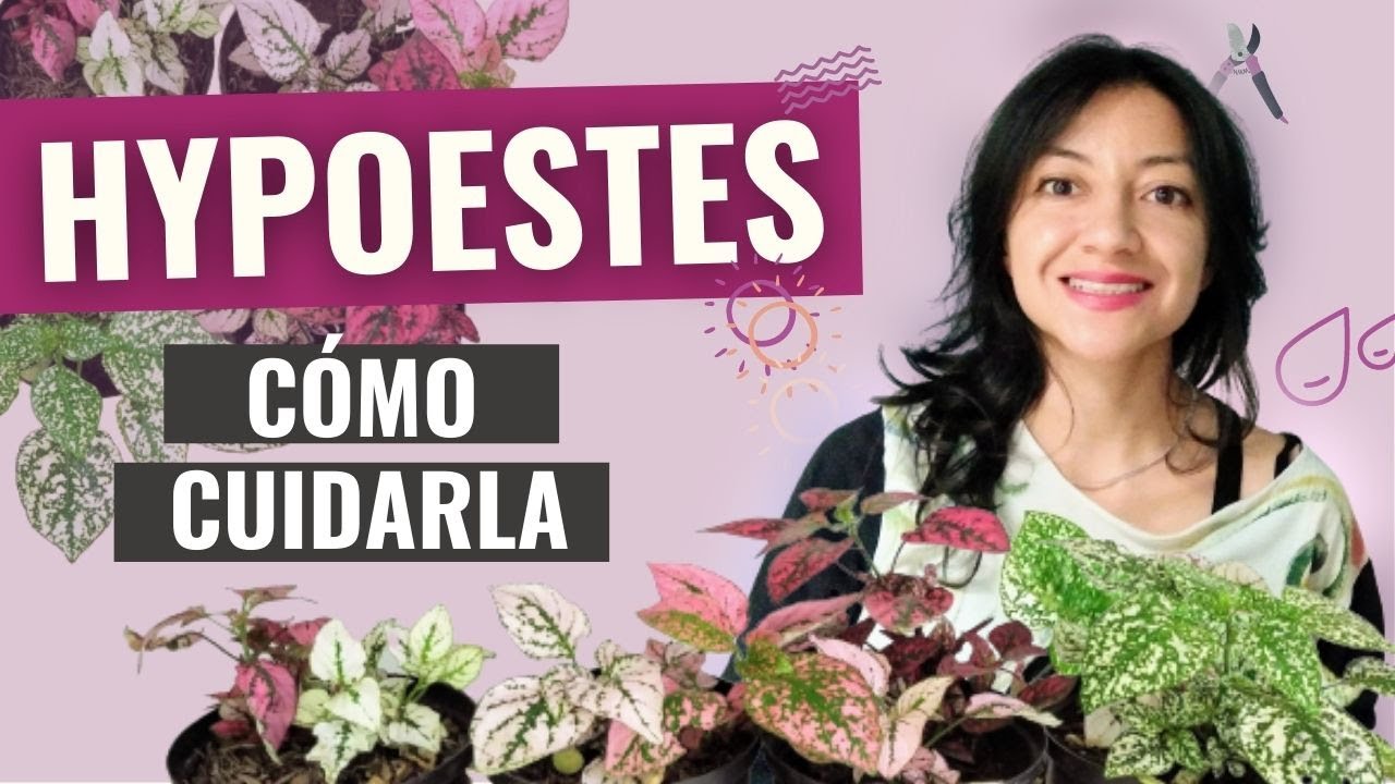 Cómo cuidar el Hypoestes, planta paleta de pintor, destrancadera Hypoestes phyllostachya cuidados