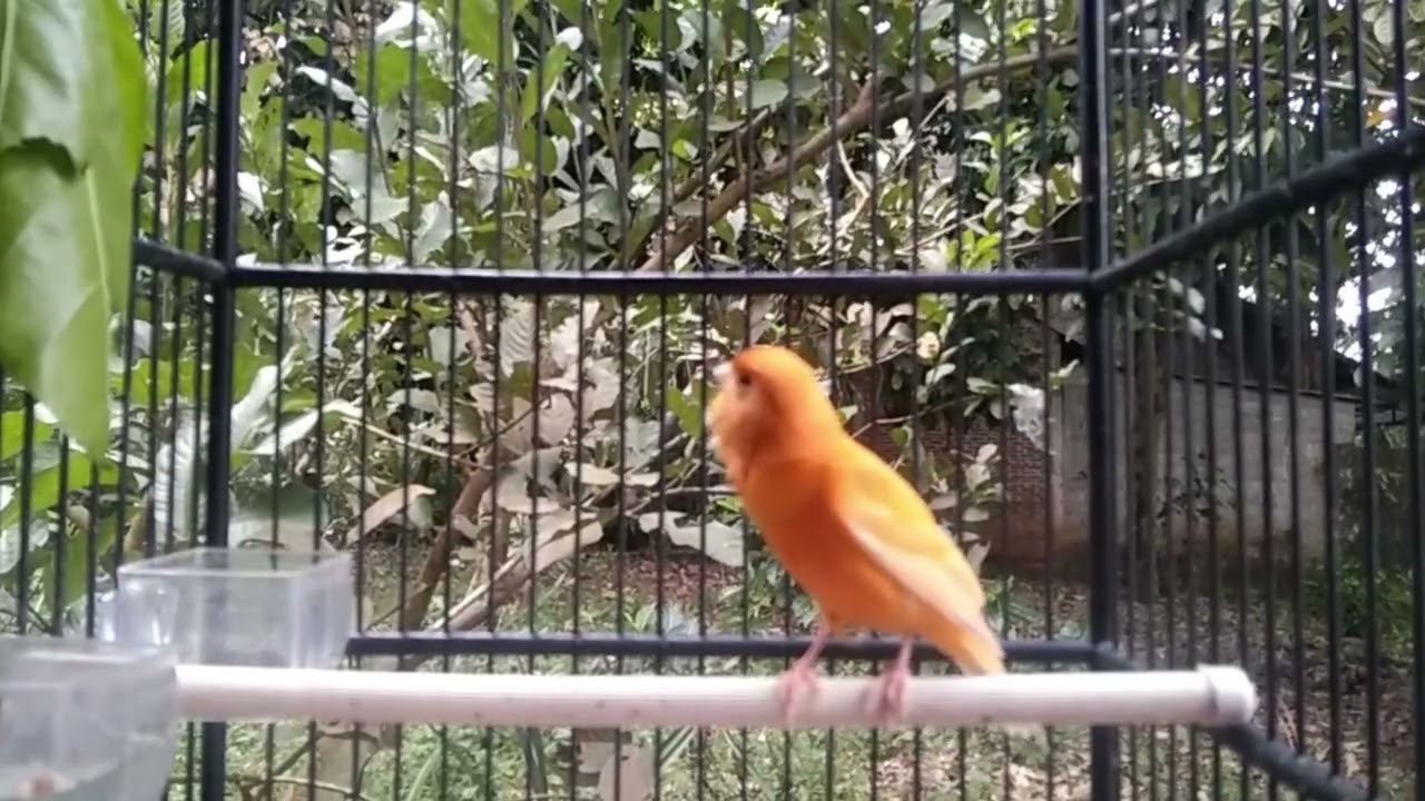 Long Canary Song to Trigger Other Canaries – Super Effective Sound || Canary 22