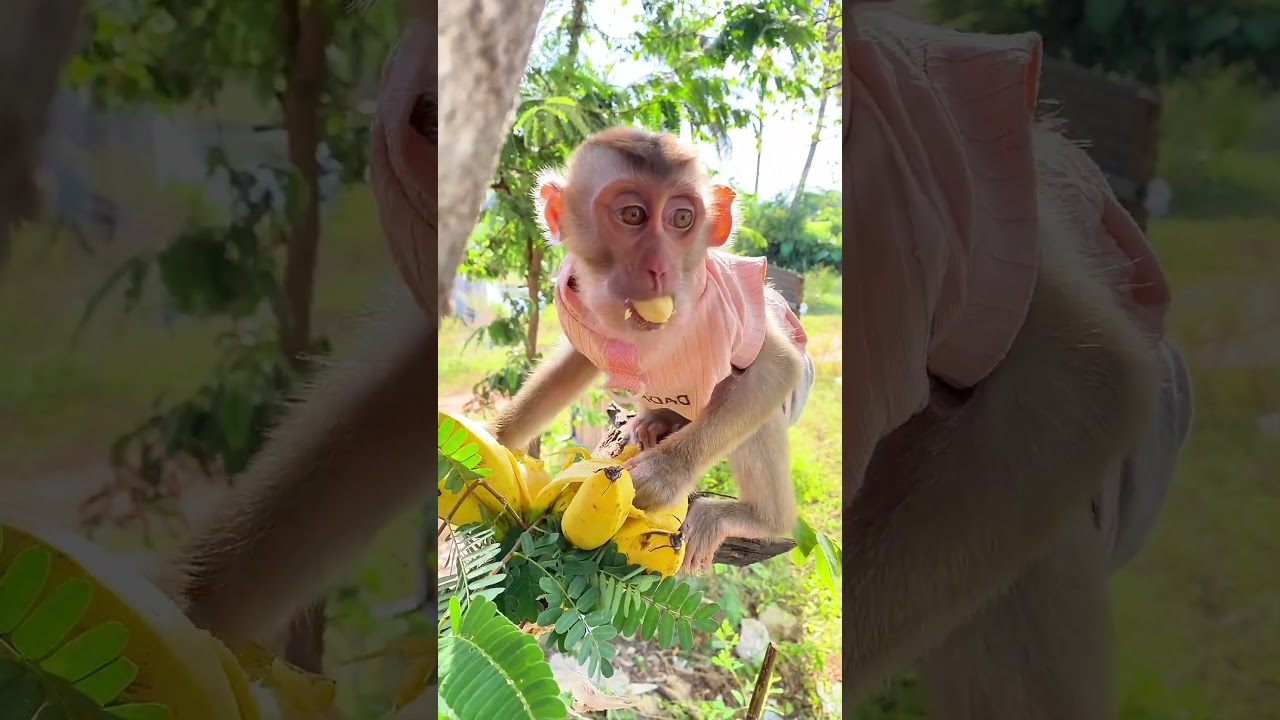 Loving monkey gives sweet hugs to best friend 🤗🐵 