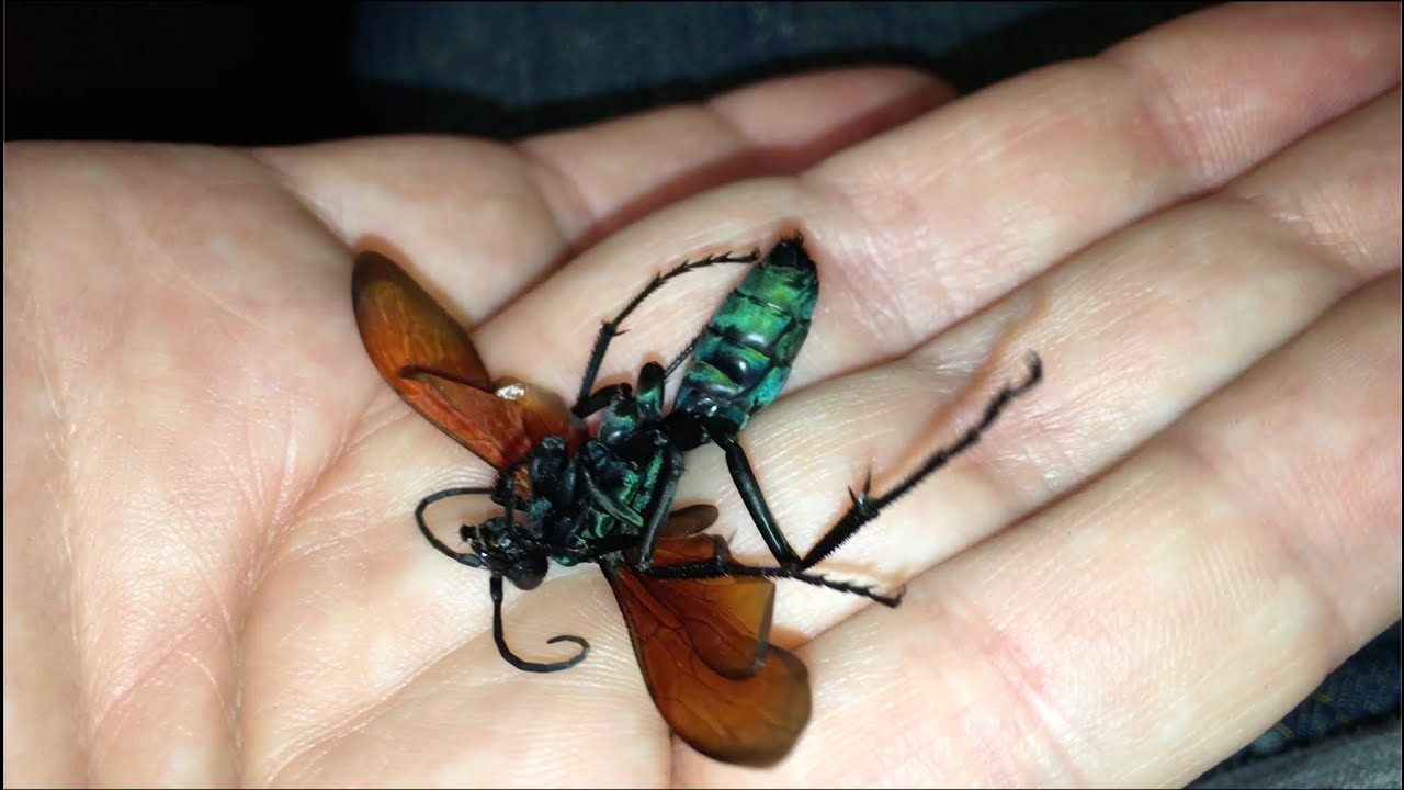 Tarantula Hawk Pepsis Wasp Before Preserving