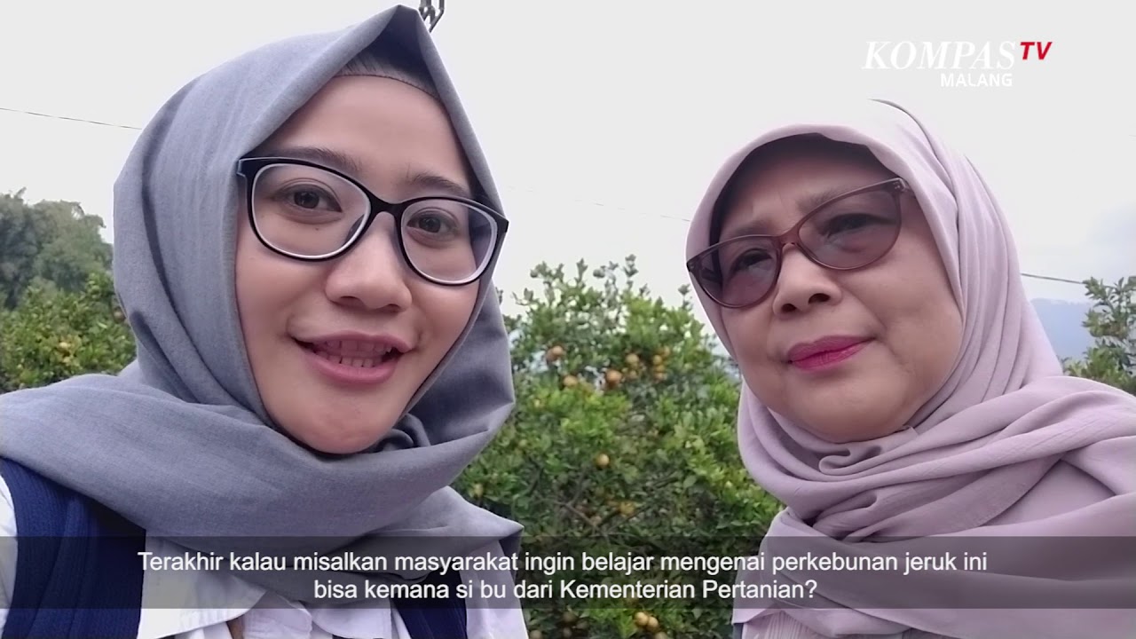 Ini Dia Pengertian Teknologi Bujangseta, Jeruk bisa Berbuah Sepanjang Tahun!!!